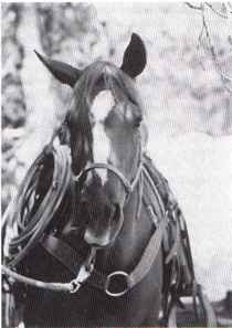 Horse